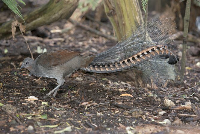 Dandenong Ranges Private Day Tour - Practical Details: Transportation, Duration, and Pricing