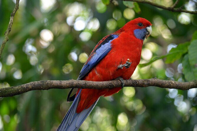 Dandenong Ranges Private Day Tour - The Sum Up: Who Will Love This Tour?