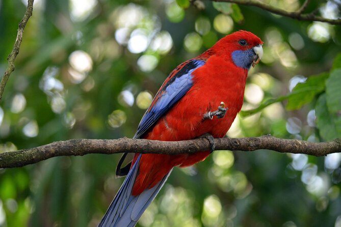 Dandenong Ranges Private Day Tour - Nature and Wildlife