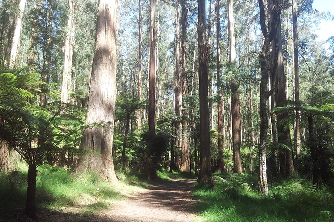 Dandenong Ranges Private Day Tour - Immersive Forest Walks