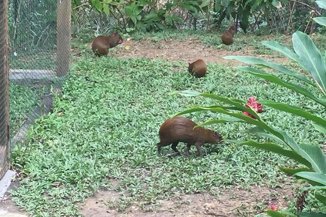Daniel Johnson Family Experience City Tour and Snorkel - Wildlife Interactions