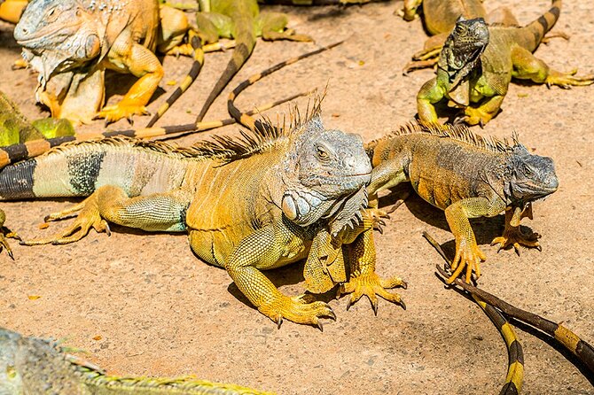 Daniel Johnson,Iguana Farm & Island Tour - Meeting and Pickup Details