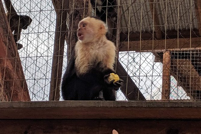 Daniel Johnsons Monkey & Sloth Hangout + Las Palmas Beach Day - Location and Reviews