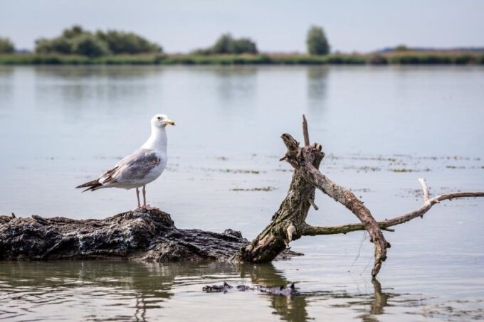 Danube Delta - 2-Day Tour From Bucharest - Accommodation and Meals