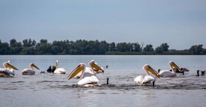 Danube Delta - 2-Day Tour From Bucharest - Important Information and Reviews