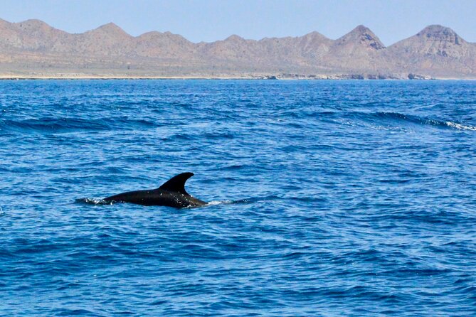 Danzante Island and Snorkel Tour From Villas Del Palmar Hotel - Inclusions