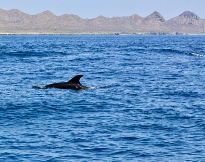 Danzante Island & Snorkel Tour From Villa Del Palmar Hotel - Encounter Marine Life and Coral Reefs