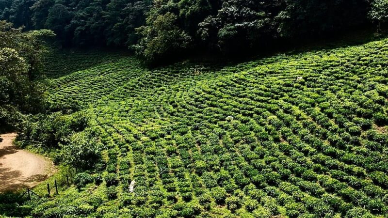 Dapa: Jepp, Wala. Well-Being Touring the Being,The Tea Crops - Nature and Cultural Experience