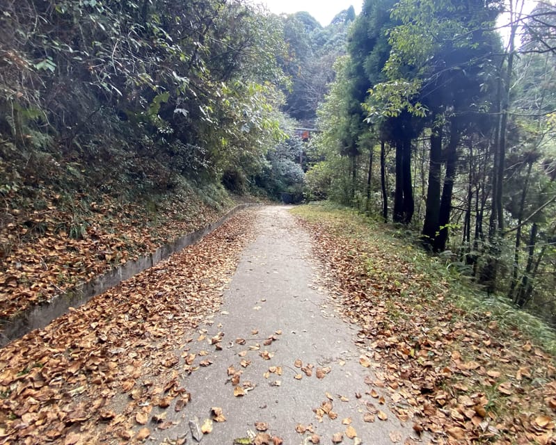 Darjeeling Senchal Wildlife Sanctuary Sonada Hike - 1 Day - Itinerary and Experience
