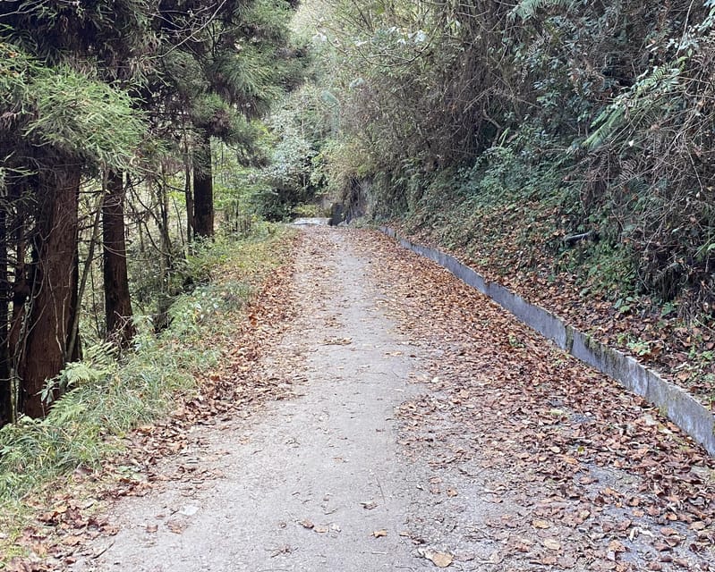 Darjeeling Senchal Wildlife Sanctuary Sonada Hike - 1 Day - Ecotourism and Community Involvement
