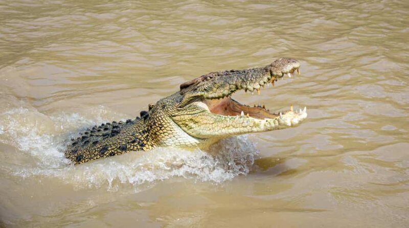 Darwin: Adelaide River Cruises, Jumping Crocodile Experience - Darwin: Adelaide River Cruises, Jumping Crocodile Experience