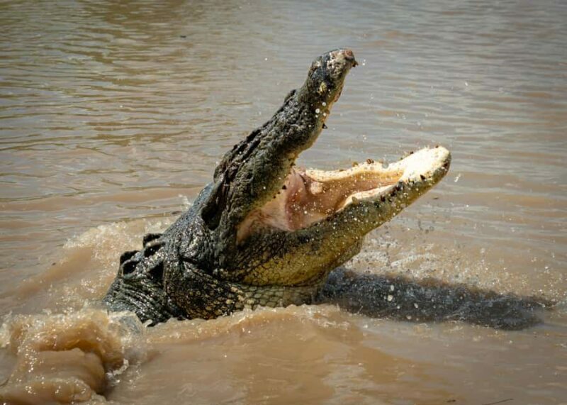 Darwin: Adelaide River Cruises, Jumping Crocodile Experience - Key Points