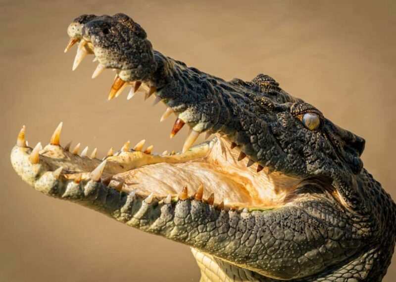 Darwin: Adelaide River Cruises, Jumping Crocodile Experience - The Experience in Practice