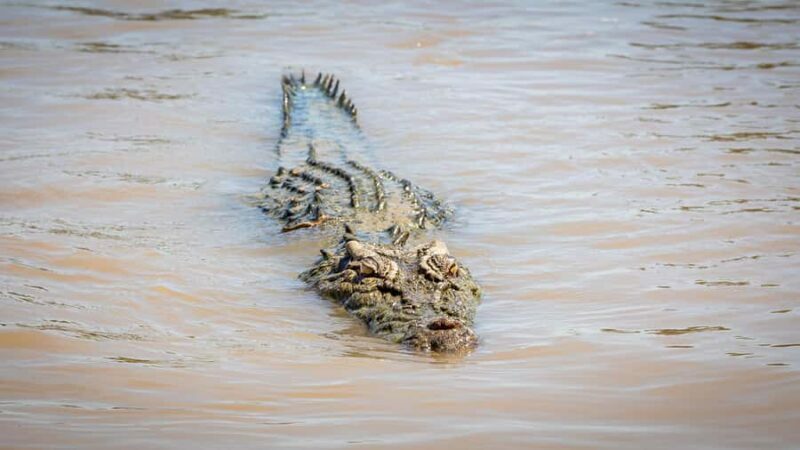 Darwin: Adelaide River Cruises, Jumping Crocodile Experience - Who Will Love This Tour?
