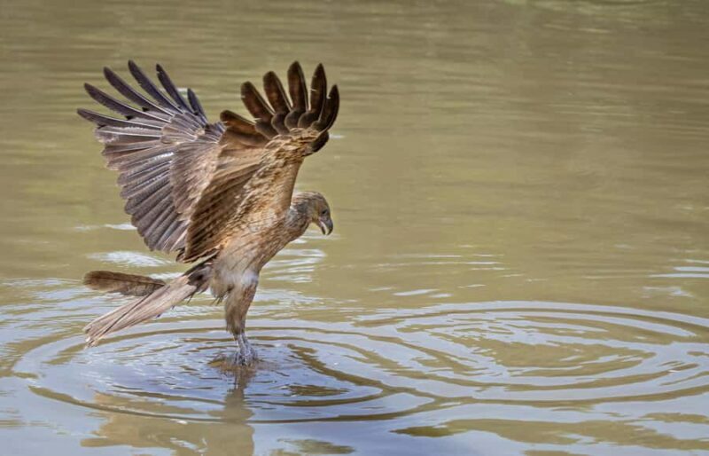 Darwin: Adelaide River Cruises, Jumping Crocodile Experience - FAQ