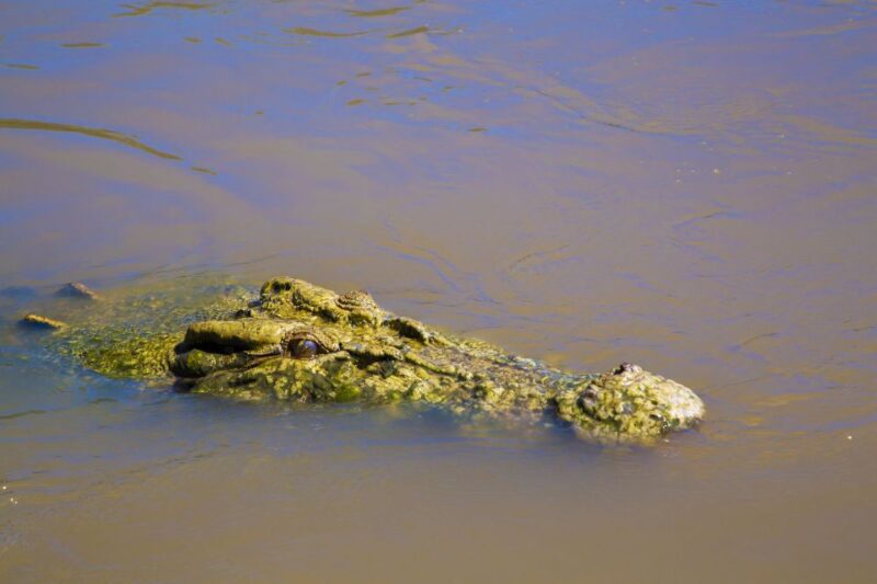 Darwin: Adelaide River Half-Day Jumping Crocs Cruise - Inclusions and Highlights