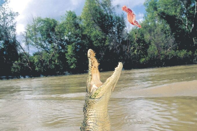 Darwin: Adelaide River Half-Day Jumping Crocs Cruise - Booking and Cancellation