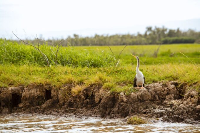 Darwin: Adelaide River Half-Day Jumping Crocs Cruise - Duration and Itinerary
