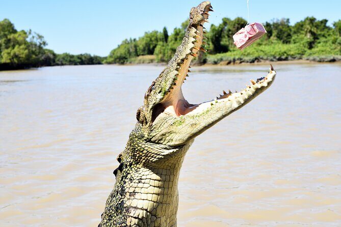 Darwin: Adelaide River Queen Original Jumping Crocodile Cruise - A Closer Look at the Experience