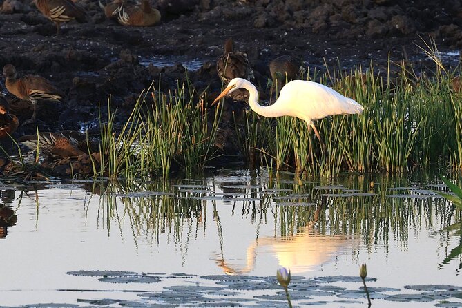 Darwin: Evening Tour to Fogg Dam Wetlands and Humpty Doo Hotel - Tour Experience