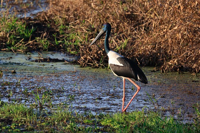 Darwin: Evening Tour to Fogg Dam Wetlands and Humpty Doo Hotel - Inclusions