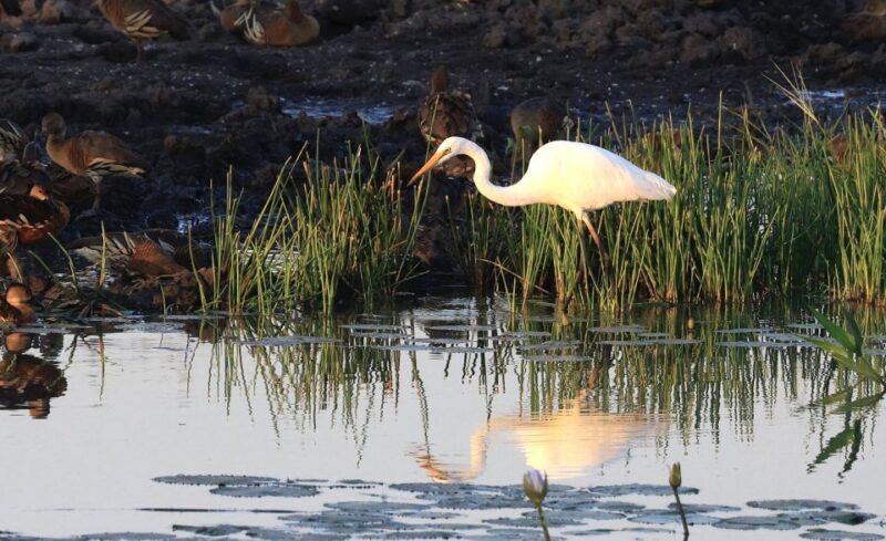 Darwin: Fogg Dam Wetlands Sunset & Humpty Doo Hotel Tour - Fogg Dam Conservation Reserve