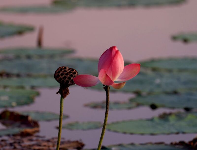 Darwin: Fogg Dam Wetlands Sunset & Humpty Doo Hotel Tour - Sunset Viewing and Wildlife