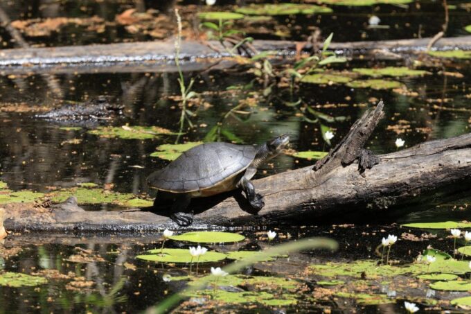 Darwin: Fogg Dam Wetlands Sunset & Humpty Doo Hotel Tour - Local Cuisine Offerings