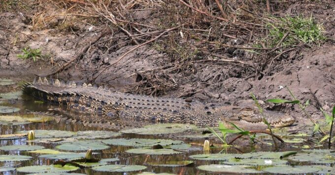 Darwin: Fogg Dam Wetlands Sunset & Humpty Doo Hotel Tour - Transportation and Inclusions