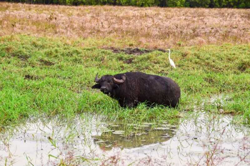 Darwin: Jumping Crocodile Adventure Cruise with Lunch - Key Points