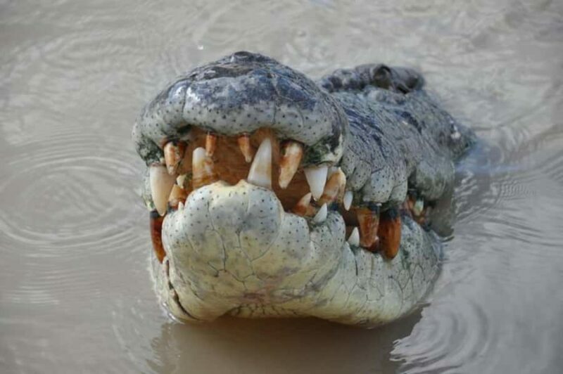Darwin: Jumping Crocodile Adventure Cruise with Lunch - An In-Depth Look at the Tour