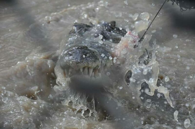 Darwin: Jumping Crocodile Adventure Cruise with Lunch - FAQ