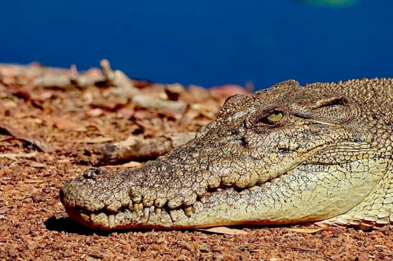 Darwin: Kakadu National Park & Wildlife Full Day Tour - Practical Tips for Travelers