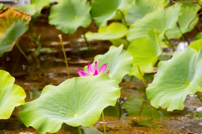Darwin: Kakadu & Nourlangie Day Trip Plus Billabong Cruise - Pickup and Drop-off