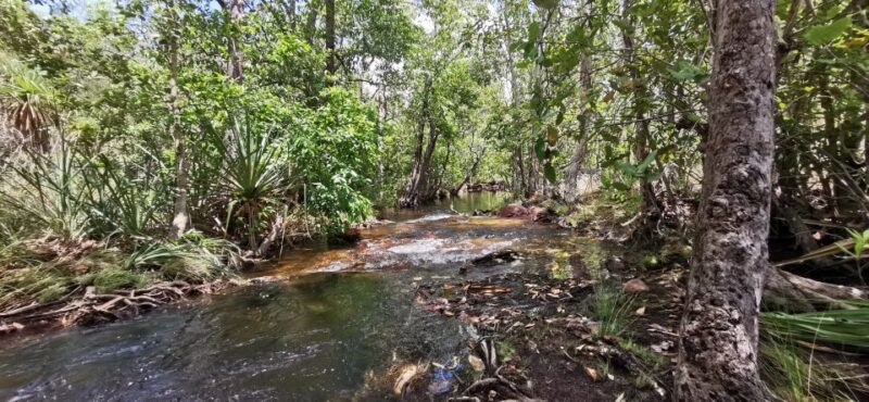 Darwin: Litchfield National Park and Berry Springs Day Tour - Pickup and Drop-off