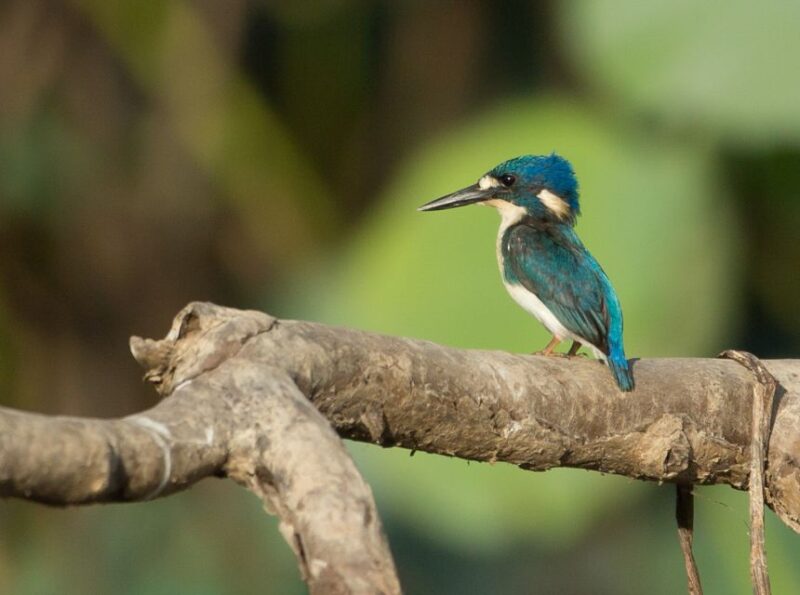 Darwin: Mary River Wetlands Wildlife Cruise With Lunch - Tour Overview