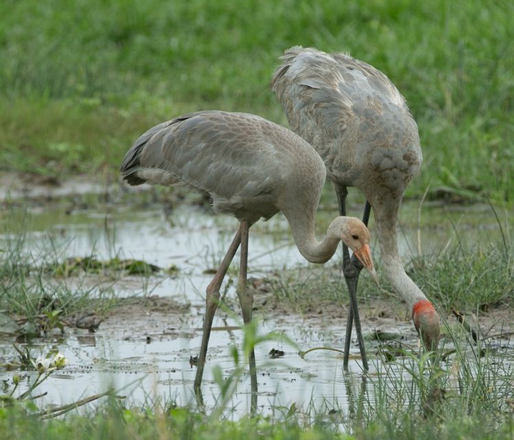 Darwin: Mary River Wetlands Wildlife Cruise With Lunch - Transportation and Pickup
