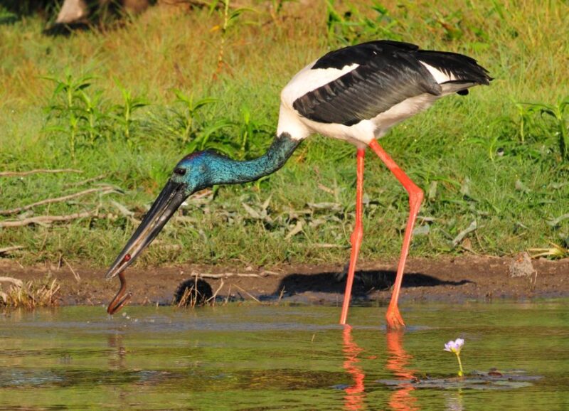 Darwin: Mary River Wetlands Wildlife Cruise With Lunch - Frequently Asked Questions