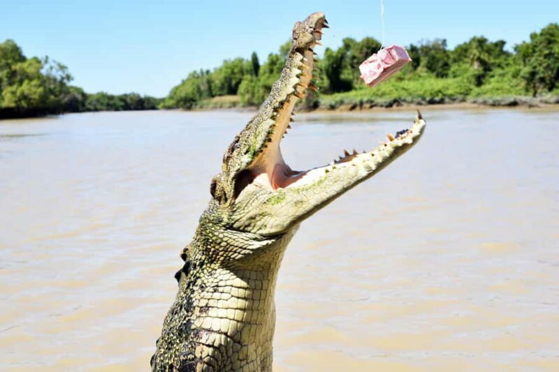 Darwin: Pathfinder Original Jumping Crocodile Cruise - Key Points