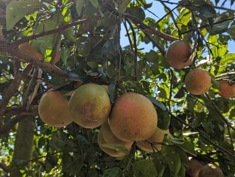 Darwin: Private Forage for an Outback Feast & Sightseeing - A Deeper Look at the Experience