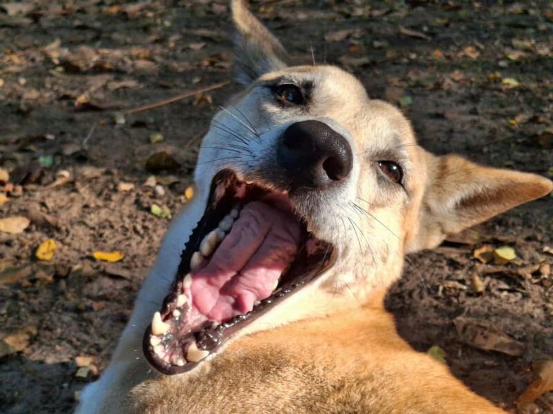 Darwin: Territory Wildlife Park Entry Ticket - Key Points