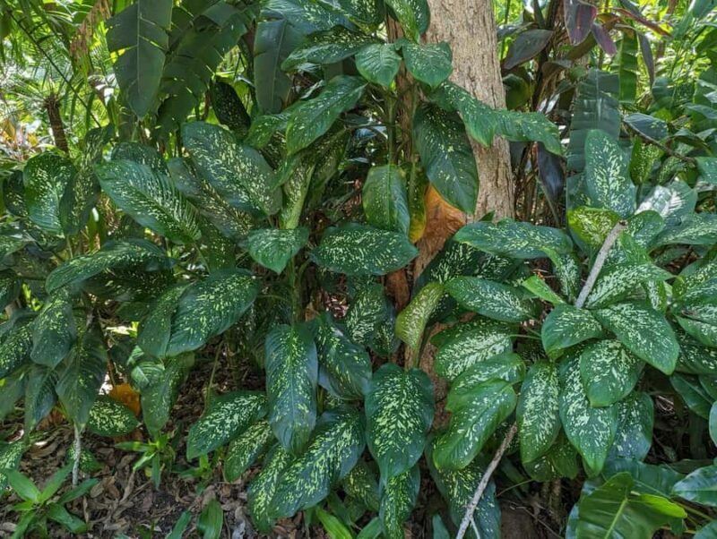 Darwin: Tropical Gardens, Outback Gourmet Meal & Sightseeing - Exploring the Tour: A Deep Dive into What to Expect