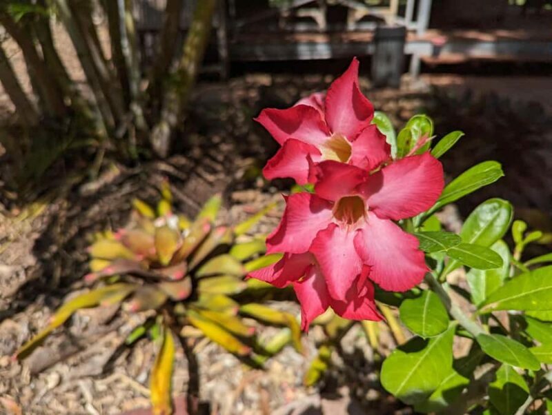 Darwin: Tropical Gardens, Outback Gourmet Meal & Sightseeing - FAQ