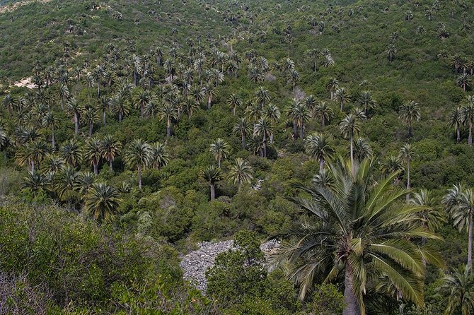 Darwins Route: Traversing the Chilean Palm Forest - Overview of the Excursion