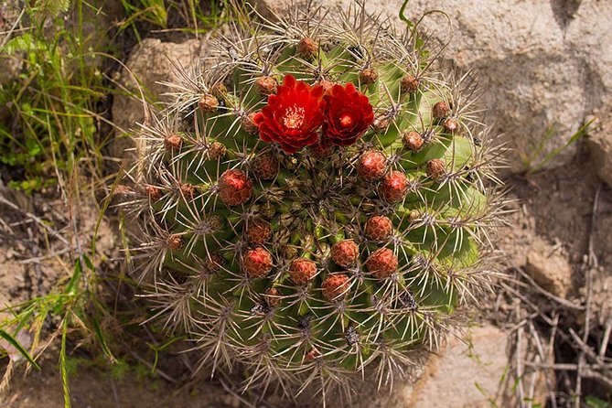 Darwins Route: Traversing the Chilean Palm Forest - Reviews and Ratings