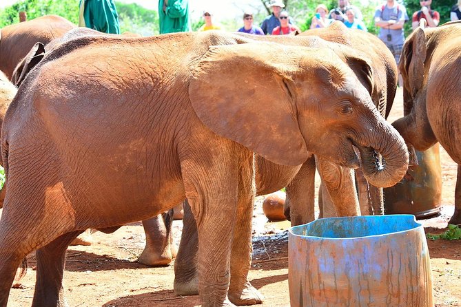 David Sheldrick Elephant Orphanage Half-Day Tour From Nairobi - Inclusions of the Experience