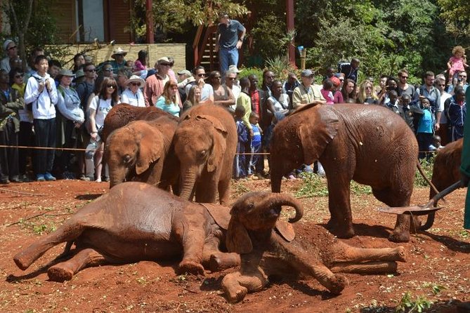 David Sheldrick Elephant Orphanage Half-Day Tour From Nairobi - Accessibility Information