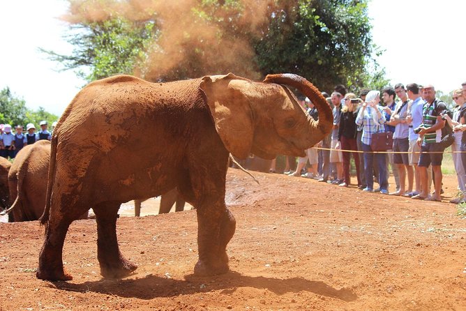 David Sheldrick Elephant Orphanage Half-Day Tour From Nairobi - Questions About Your Stay