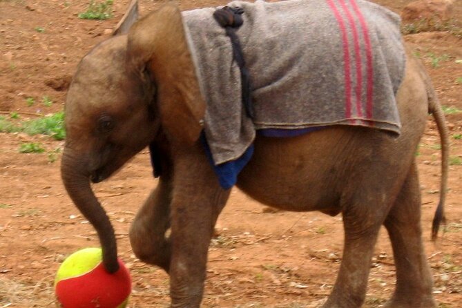David Sheldrick Elephant Orphanage Half-Day Tour in Nairobi - Tour Overview