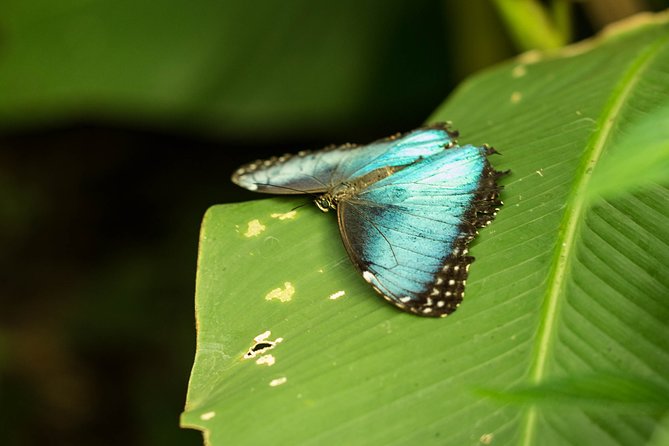Day and Night Tour Combo by Pasión Costa Rica - Evening Wildlife Encounter